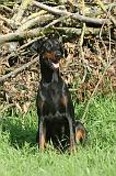 DOBERMANN 041